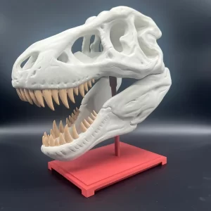 مدل سر  تی_رکس